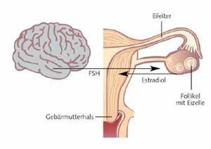 Graphische Abbildung der Gebährmutter während der ersten Zyklushälfte 