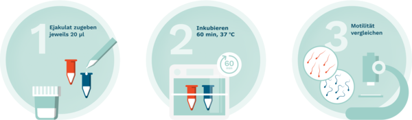 Die drei Schritte des CatSper-Tests graphisch dargestellt:1. Ejakulat zu den zwei Lösungen geben 2. Inkubieren für 1 Stunde 3. Beweglichkeit der Spermien unter dem Mikroskop beurteilen 