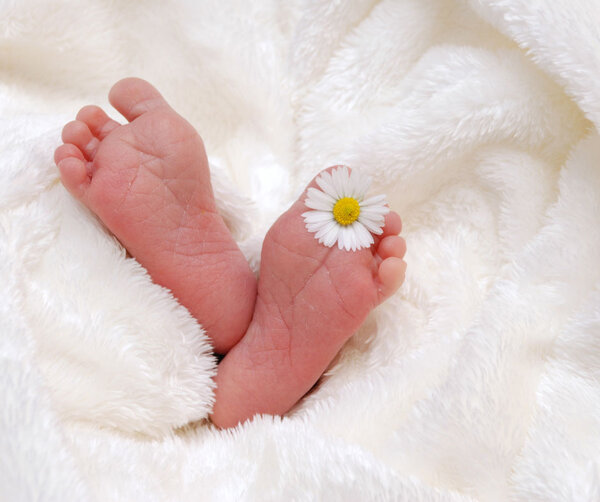 Babyfüsschen mit einem Gänseblümchen zwischen den Zehen lugen aus weißer Flauschedecke hervor