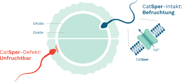 Graphische Darstellung der CatSper-Funktion mit einem Spermium, dessen Kalizumkanäl funktionieren und einem, dessen Kanäle defekt sind