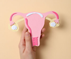 Eine Abbildung von Eierstöcken