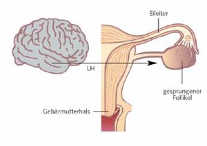 Grafische Abbildung des weiblichen Zyklus