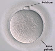 Mikroskopbild einer unbefruchteten Eizelle