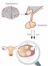 Grafische Abbildung des weiblichen Zyklus
